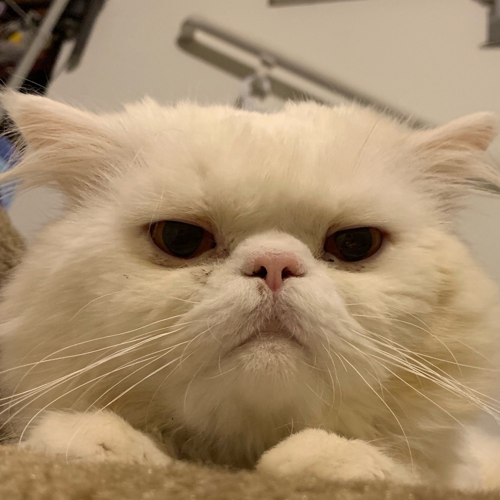 Meet your Posher, Christian